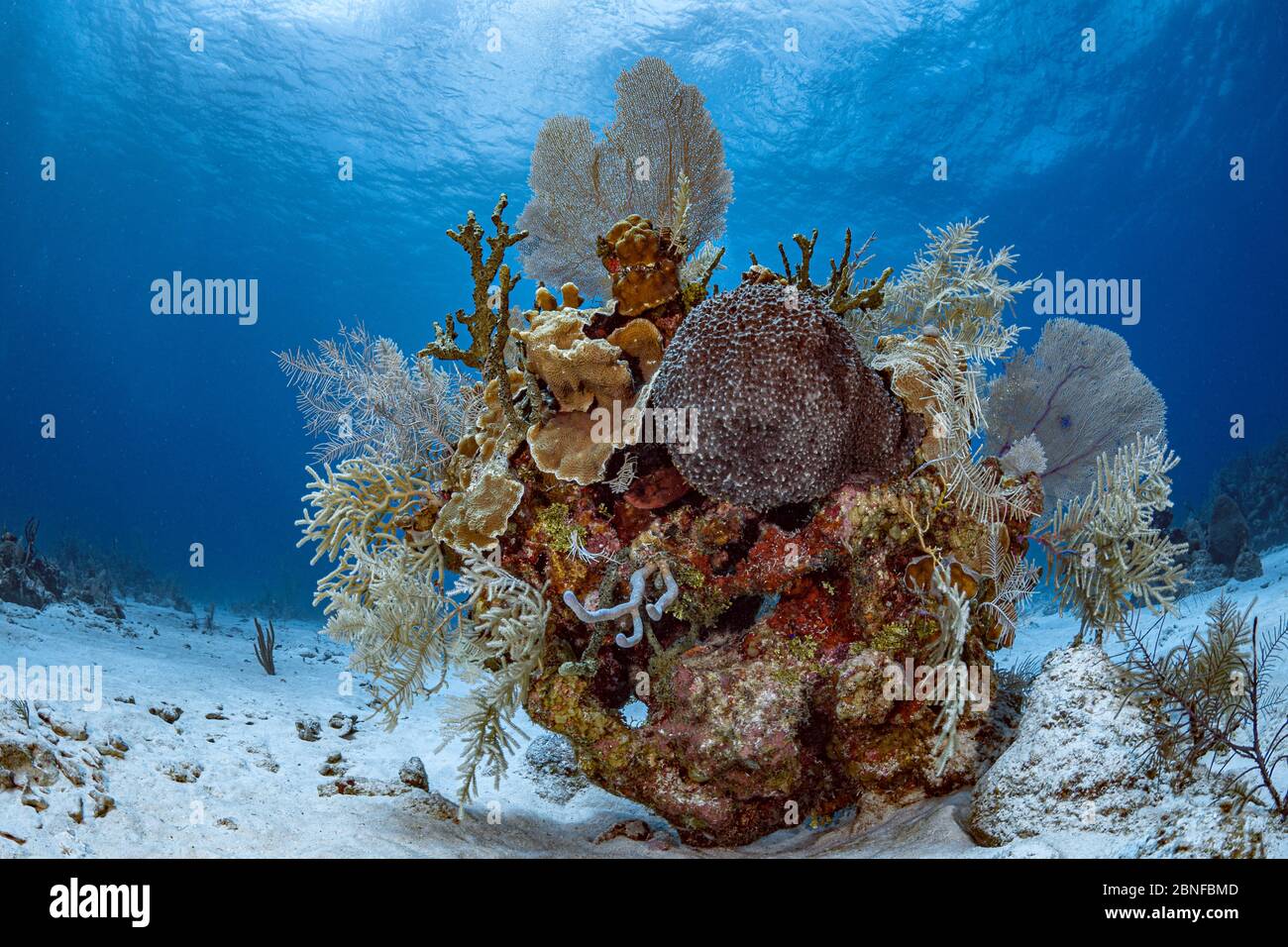 Récif de corail au large de l'île de Grand Cayman Banque D'Images Récif de corail au large de l'île de Grand Cayman Banque D'Images