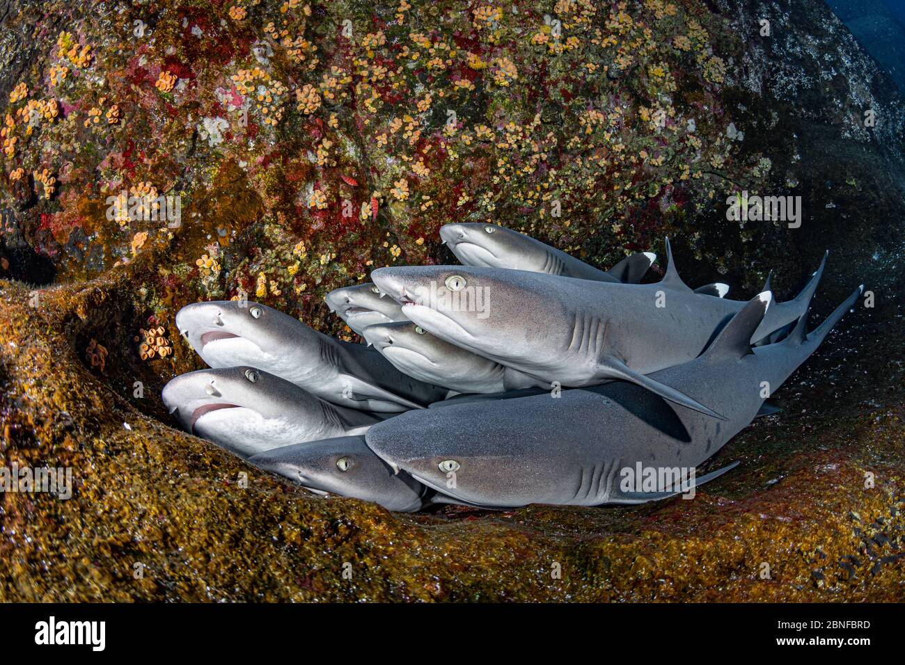 Requins de récif à pointe blanche reposant sur une roche Banque D'Images