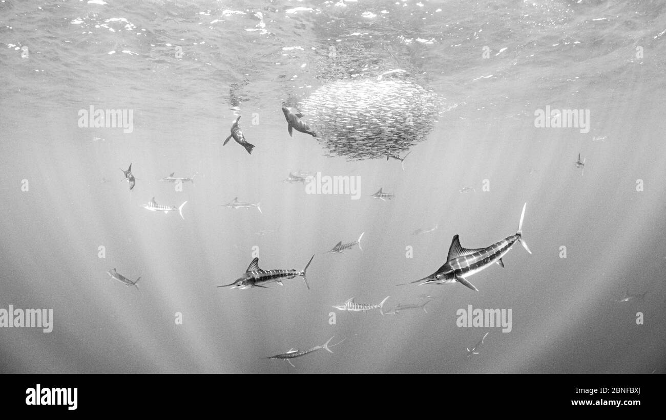 Maquereau de chasse au makaire rayé Banque D'Images