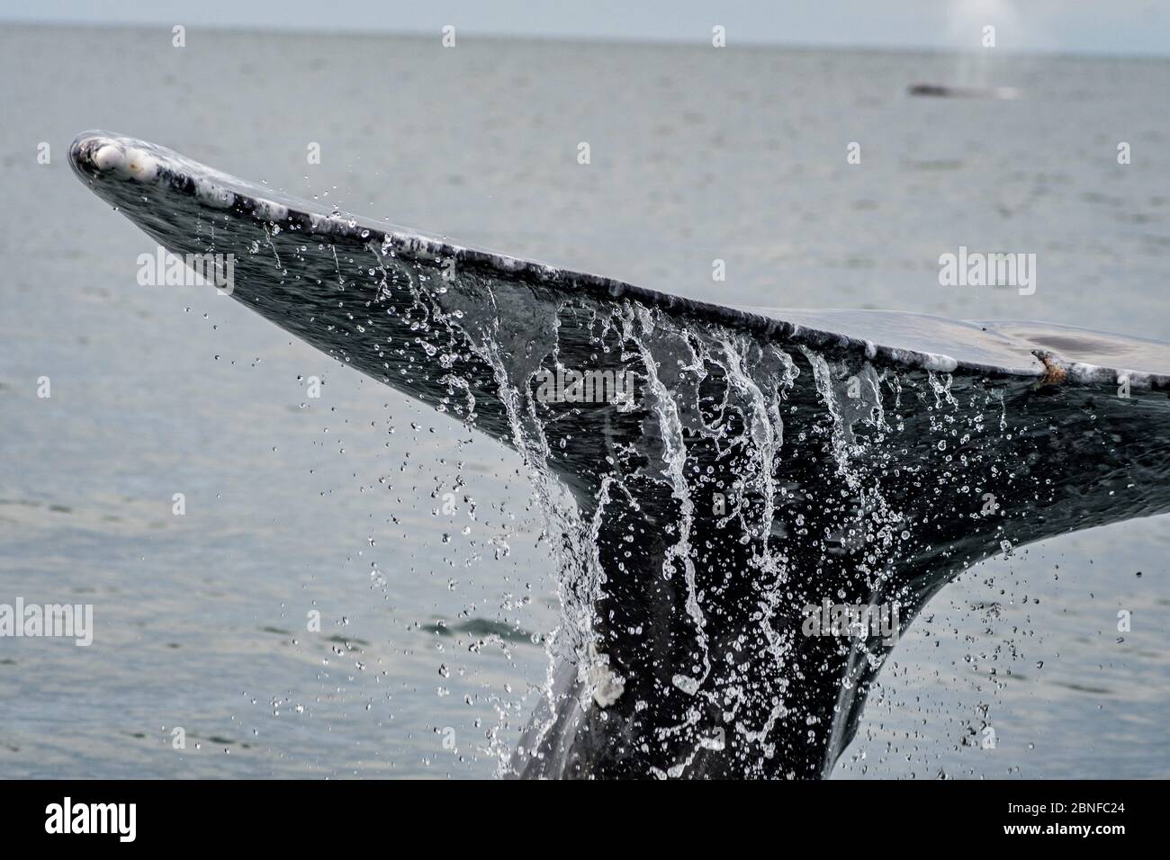 Baleine grise dans la baie de Magdalena Banque D'Images Baleine grise dans la baie de Magdalena Banque D'Images