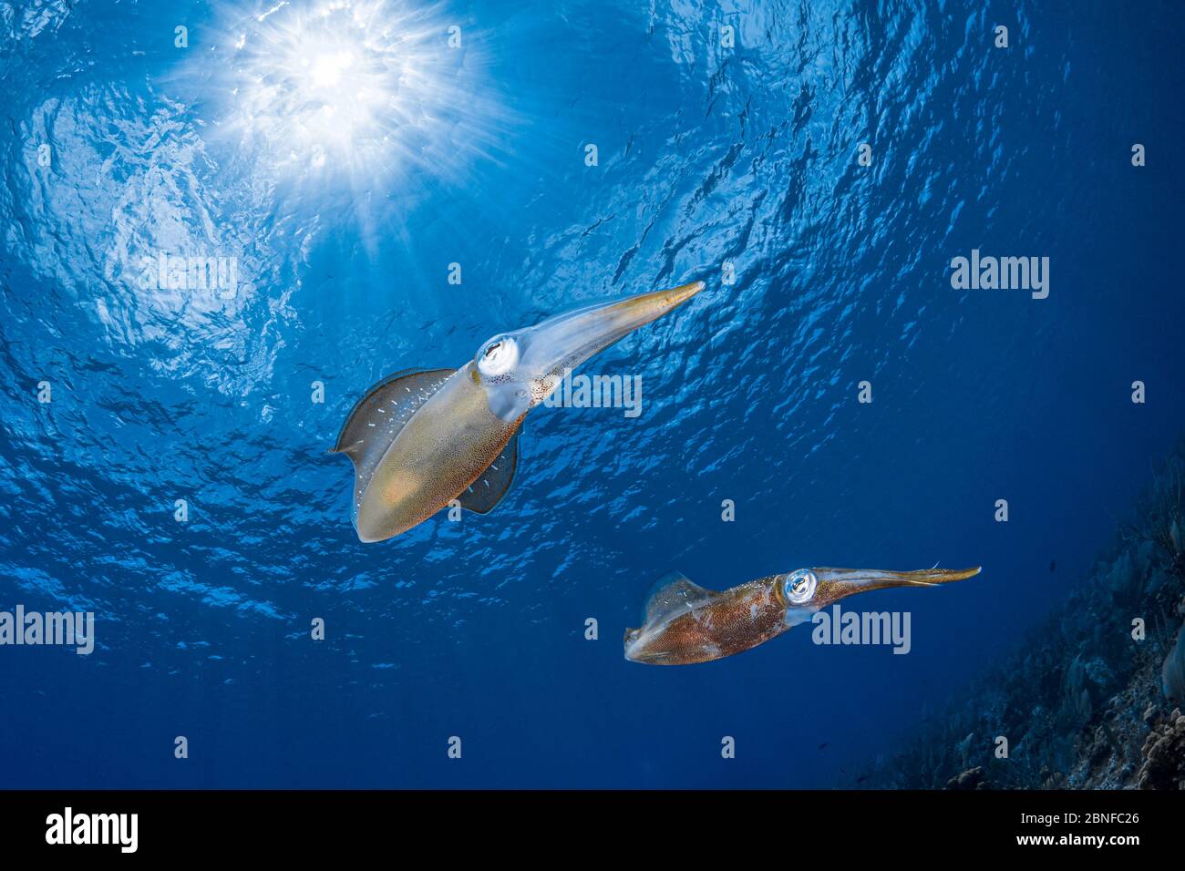 Calamars de récif des Caraïbes dans des eaux peu profondes Banque D'Images Calamars de récif des Caraïbes dans des eaux peu profondes Banque D'Images