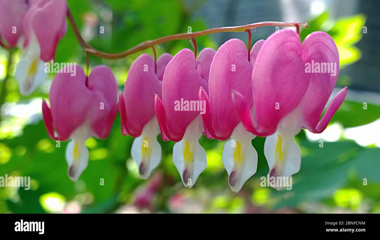 Vue de lamprocapnos spectabilis, une espèce de plante à fleurs de la famille des papplicots Papaveraceae, également surnommée coeur asiatique saignant, sont en fleur Banque D'Images