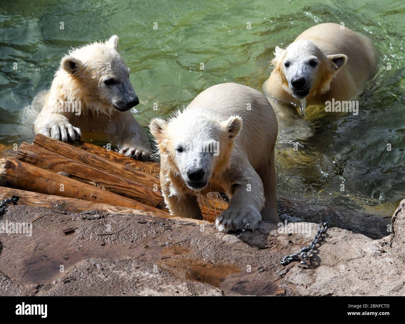 Antibes, France. 14 mai 2020. Les triplés d'ours polaires nés en décembre  dernier sont vus au parc à thème 'Marineland' à Antibes, dans le sud de la  France, le 14 mai 2020.