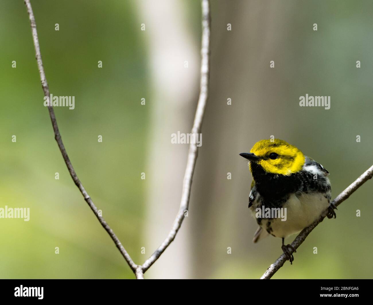 Verruriers verts à gorge noire, Setophaga virens, un migrant néotropical au Wilderness Center, Ohio Banque D'Images