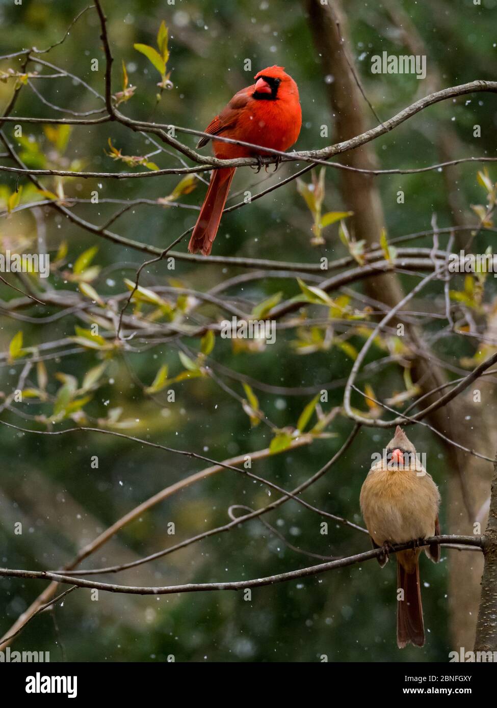 Cardinal du Nord, cardinalis cardinalis, le magnifique oiseau d'état de nombreux États Banque D'Images