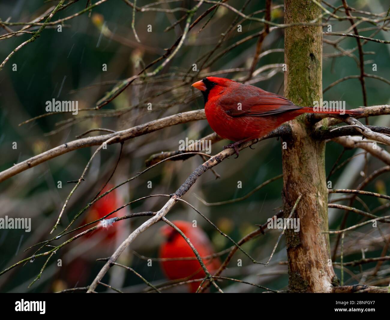 Cardinal du Nord, cardinalis cardinalis, le magnifique oiseau d'état de nombreux États Banque D'Images