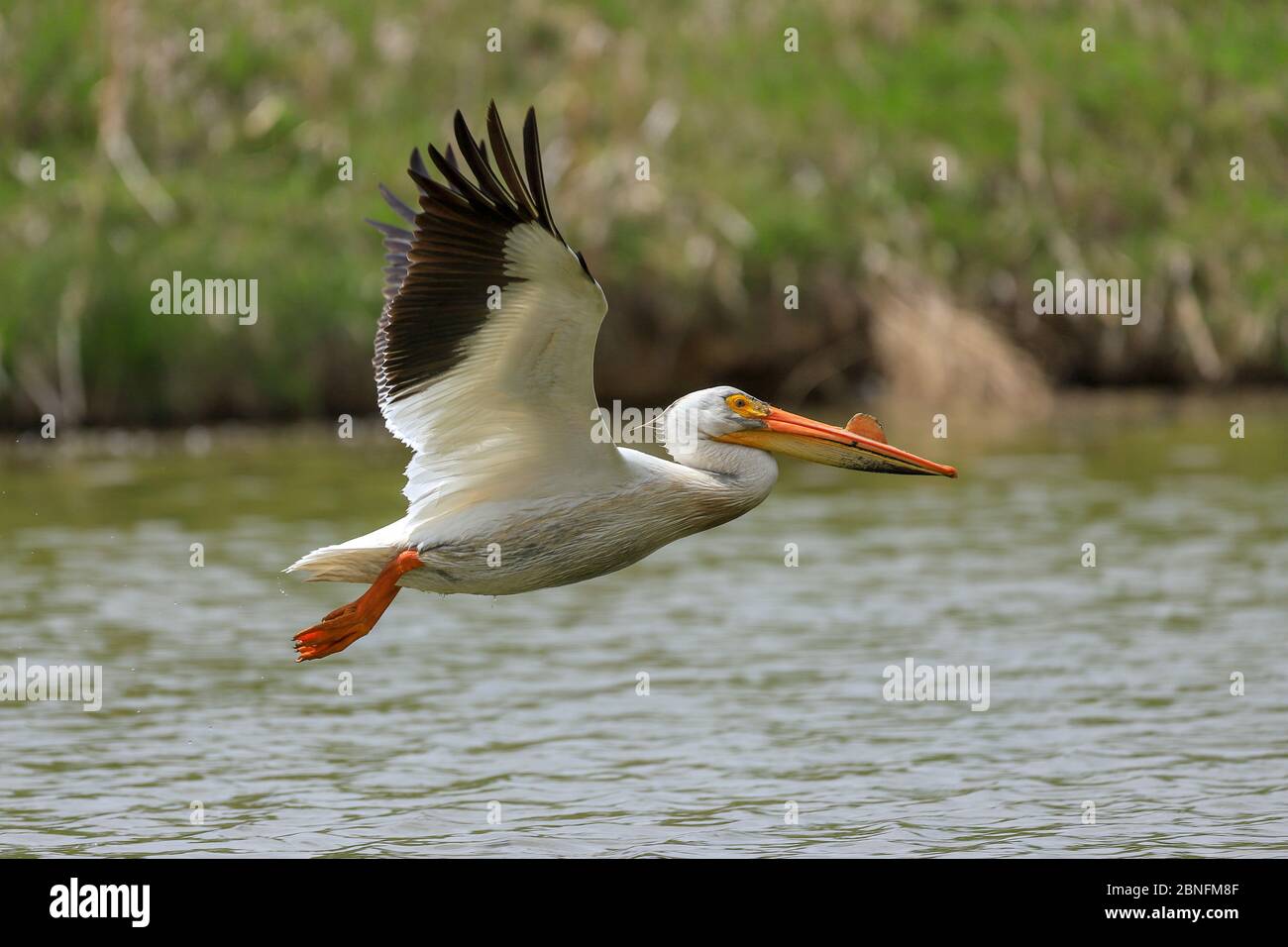 Pelican américain survolant un étang Banque D'Images