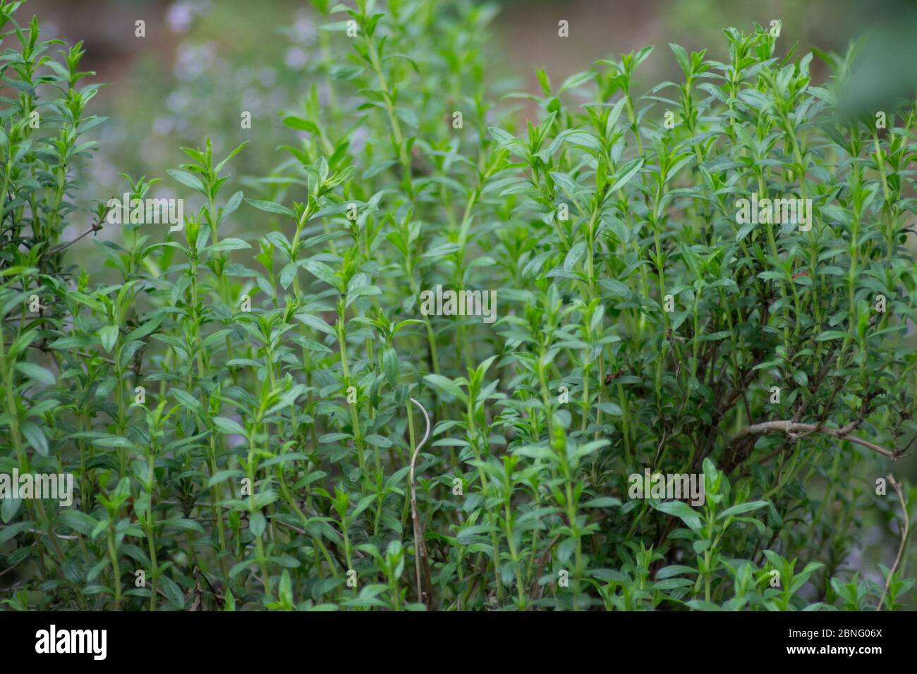 Herbes de montagne salées ou Satureja montana dans le jardin, feuilles vertes, cadre plein, plante comestible à base de plantes pour l'assaisonnement Banque D'Images