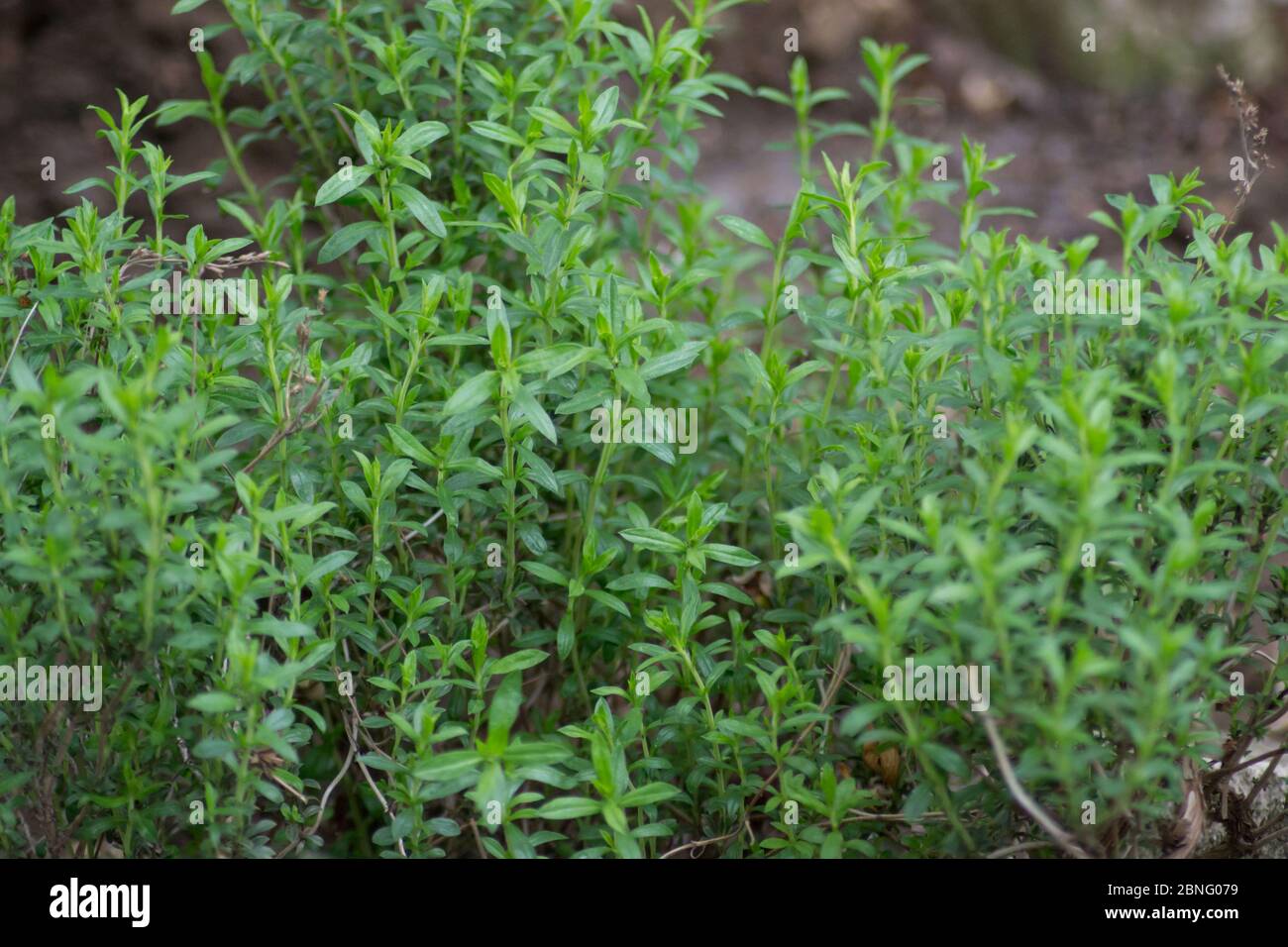 Herbes de montagne salées ou Satureja montana dans le jardin, feuilles vertes, cadre plein, plante comestible à base de plantes pour l'assaisonnement Banque D'Images