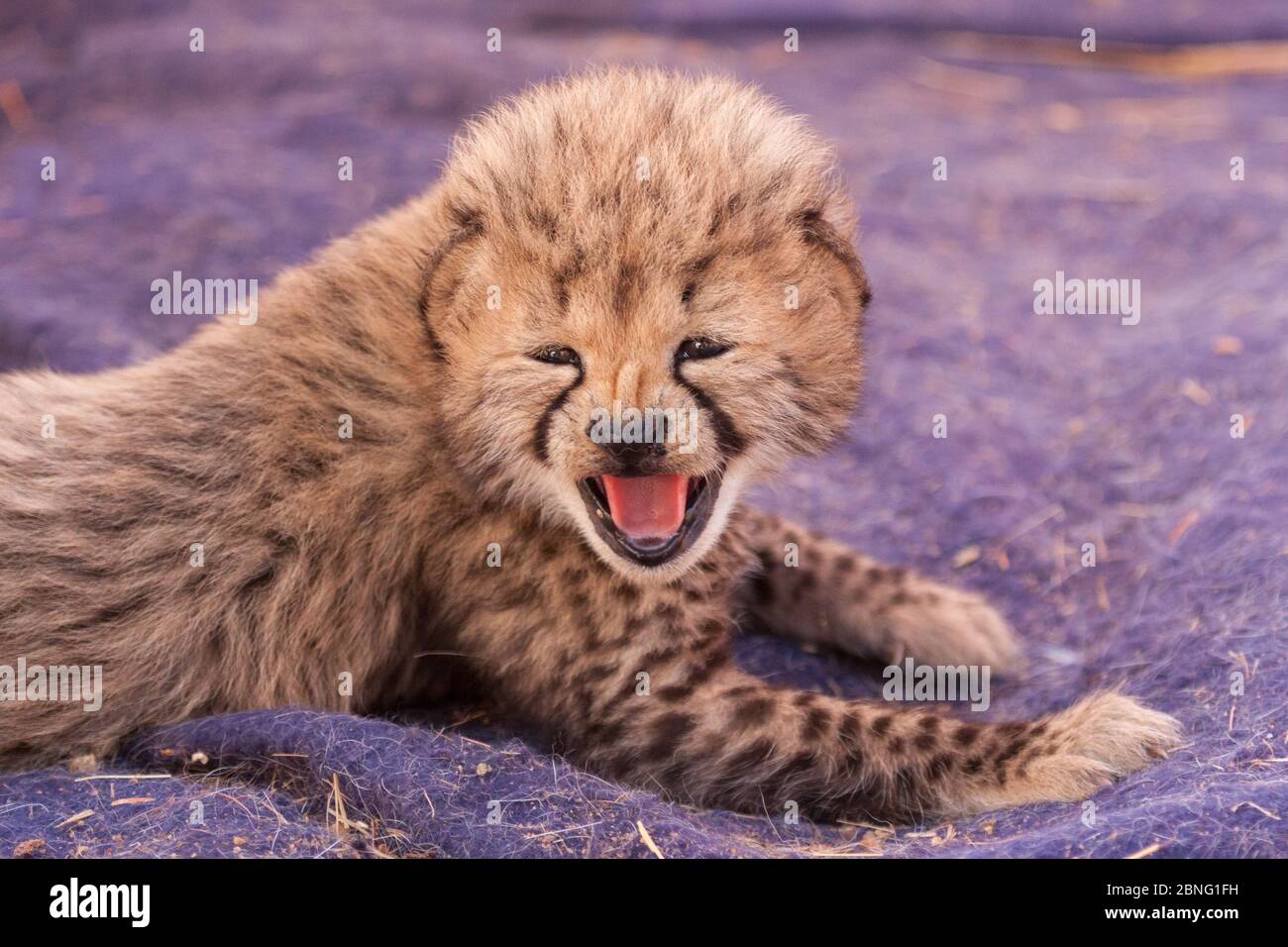 Un petit cub de trois semaines, né récemment, appelle sa mère en Afrique du Sud Banque D'Images