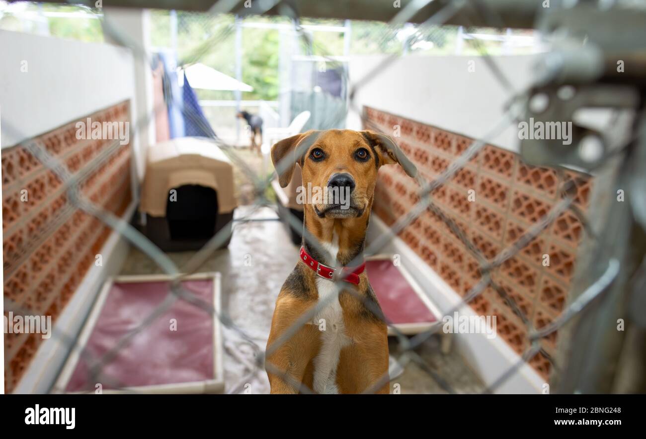 Un chien de sauvetage à un abri pour animaux regarde à travers la clôture Banque D'Images