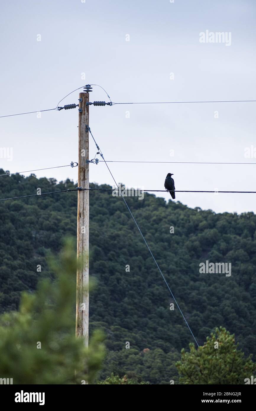 Taos, Nouveau-Mexique - OISEAU solo, corbeau perché au sommet du poteau Banque D'Images