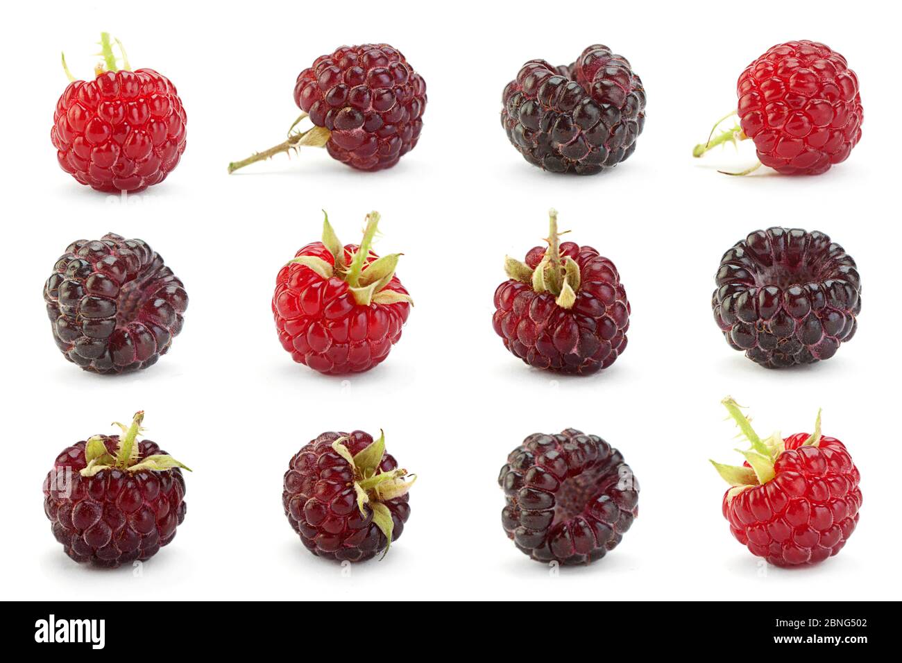 Cumberland fruit hybride framboise et blackberry sur blanc Banque D'Images