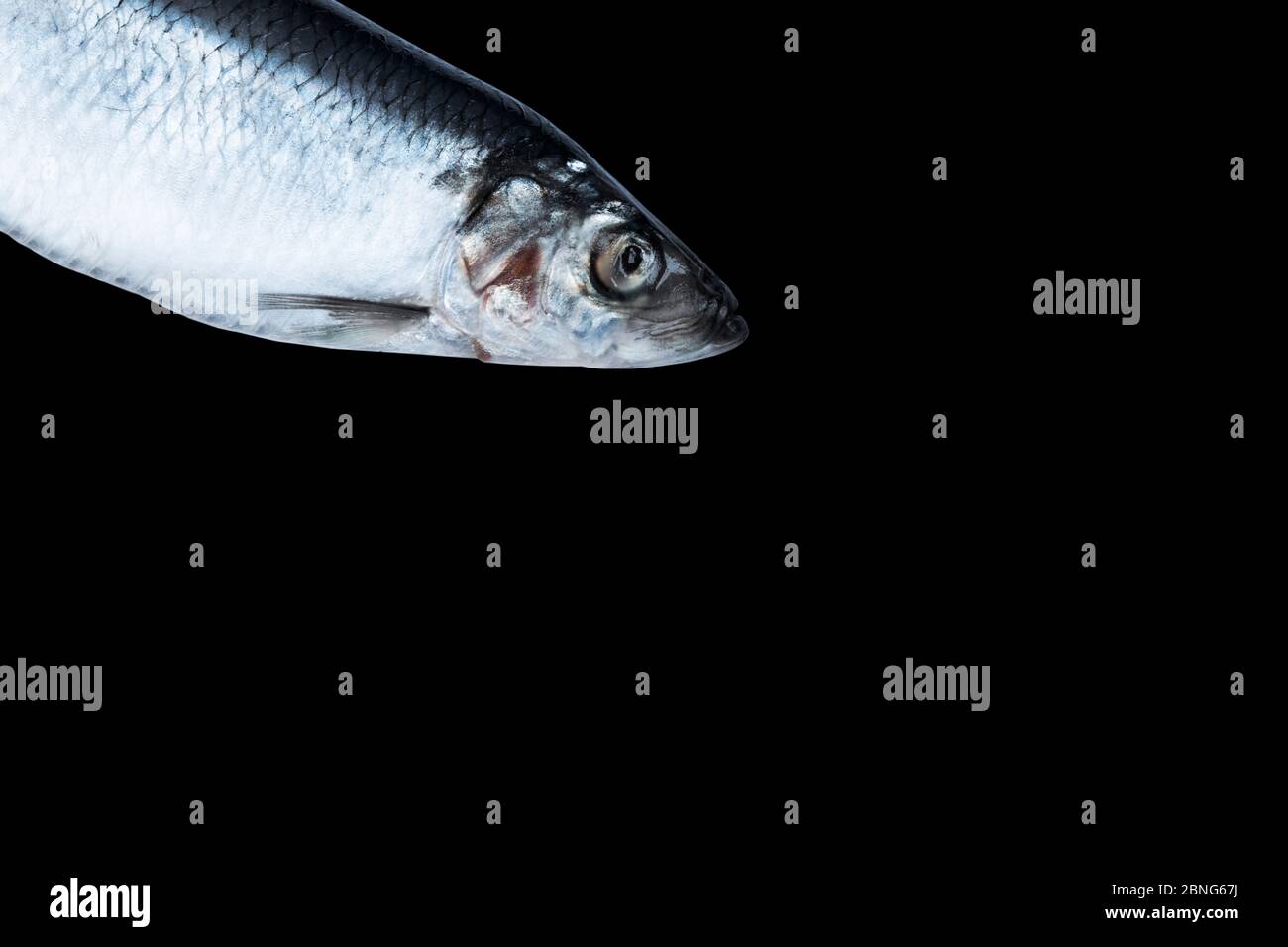Poisson de hareng isolé sur fond noir. Groupe de poissons congelés. Poisson de l'atlantique glacé. Des erreurs. Motif de hareng. Texture du hareng. Espace vide. Banque D'Images