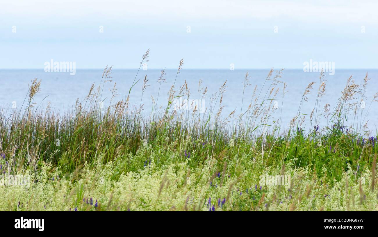 Prairie avec de grandes herbes et des fleurs sauvages. Mise au point sélective sur fond bleu ciel et océan. Parc national de l'Île-du-Prince-Édouard, Canada Banque D'Images