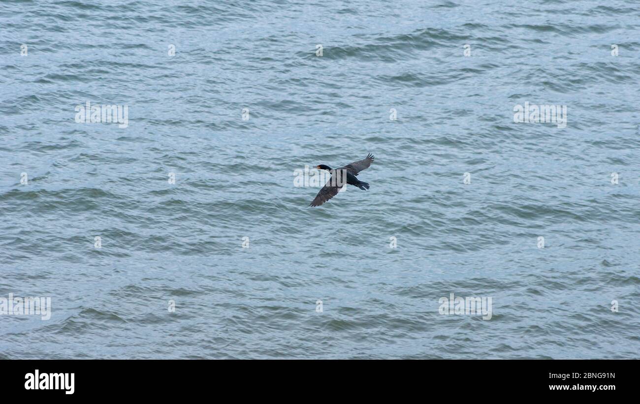 Cormorant survolant des marais de l'océan Atlantique dans le golfe du Saint-Laurent. Parc national de l'Île-du-Prince-Édouard, Canada. Banque D'Images