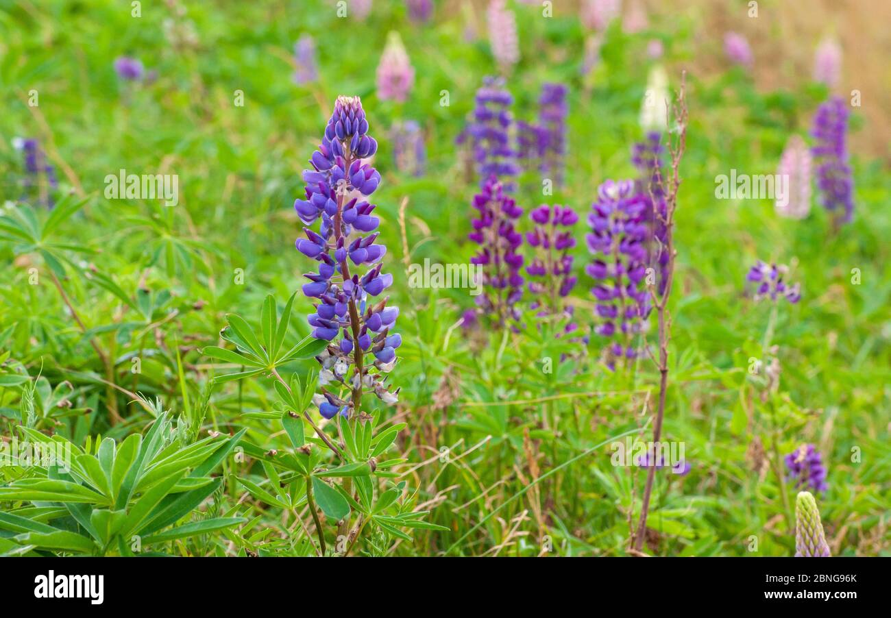 Champ de fleurs lupin colorées, dans les tons de violet et de rose. North Rustico Beach, parc national de l'Île-du-Prince-Édouard, Canada Banque D'Images