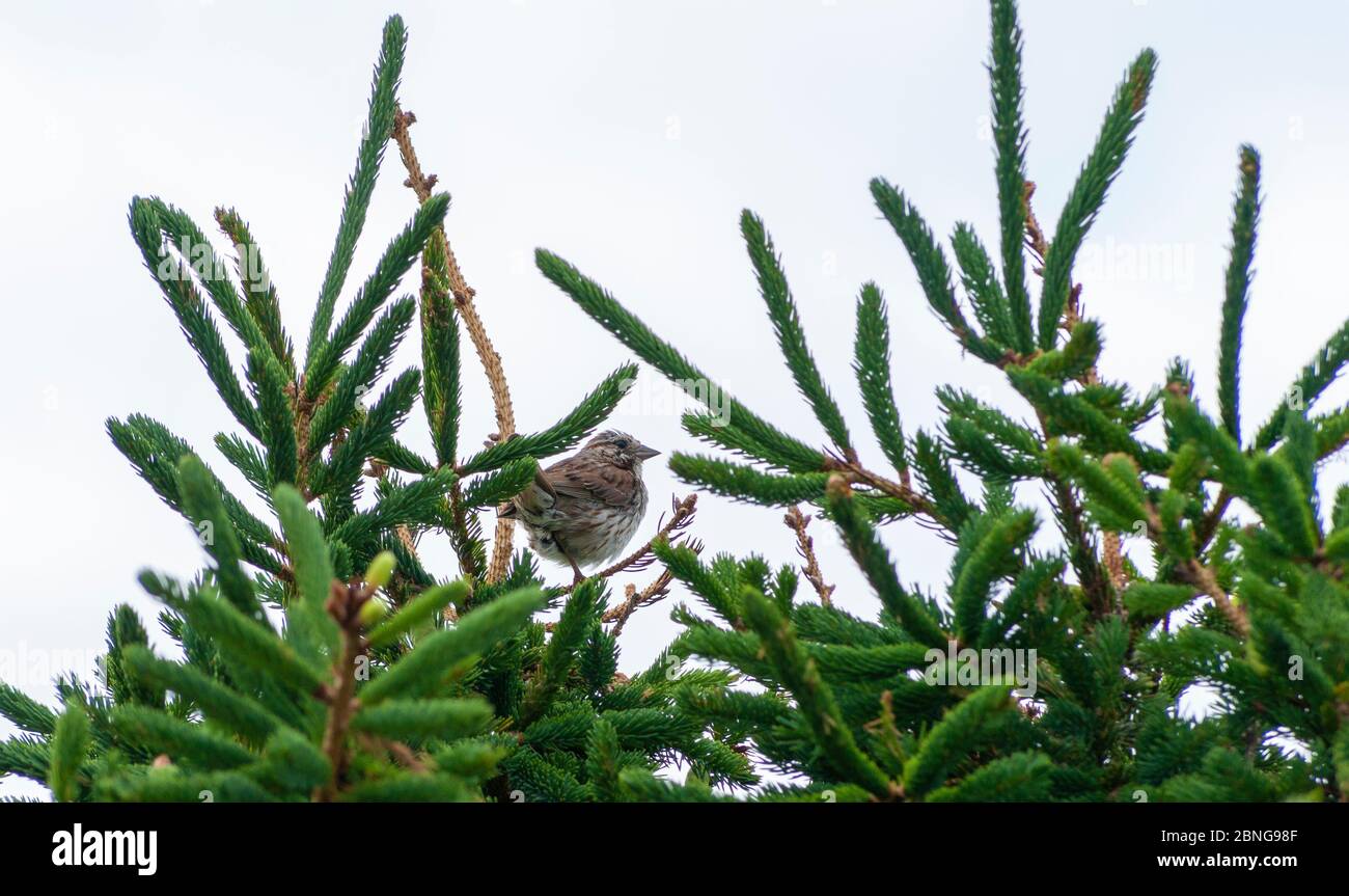 Bruant de chant (Melospiza melodia) perché sur un arbre d'épinette. Parc national de l'Île-du-Prince-Édouard, Canada. Banque D'Images
