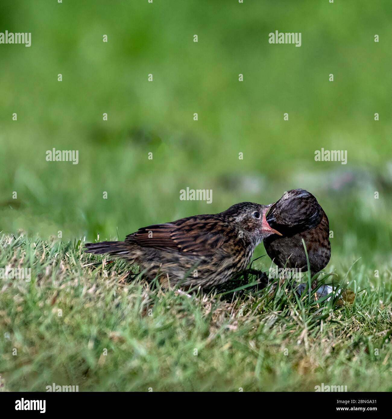 Dunnock adulte nourrissant Juvenile Dunnock Banque D'Images
