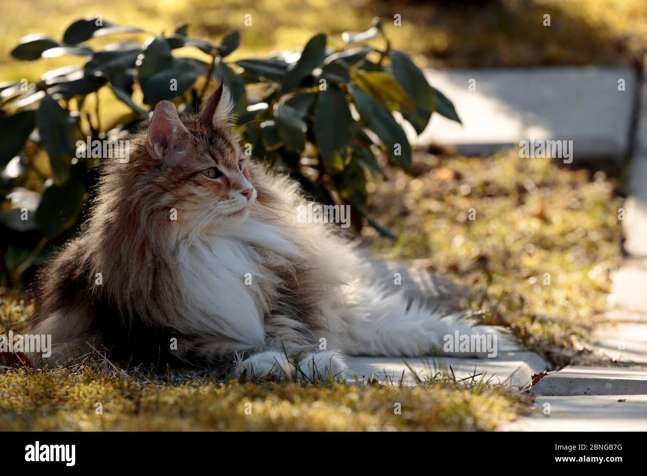 Chat Rouge Blanc Couche Dans L Herbe Banque De Photographies Et D Images A Haute Resolution Alamy