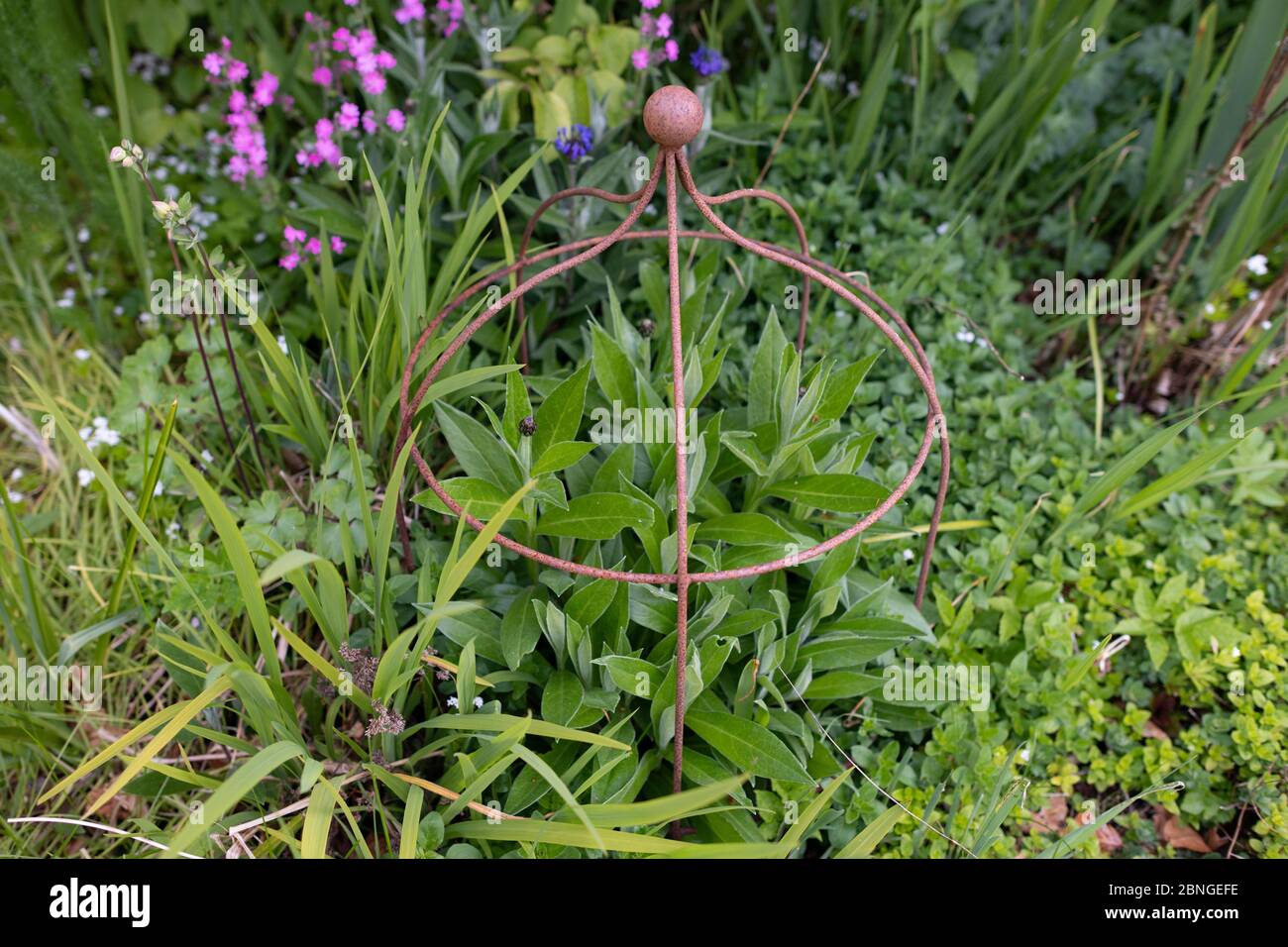 Support de plantes bombées placé sur des plantes vivaces au printemps - Centaurea montana - UK Banque D'Images