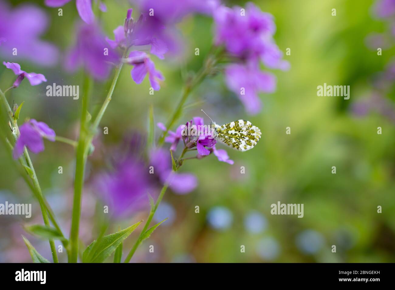 Papillon à pointe orange - Anthocharis cardamines - reposant sur une fusée douce - hesperis matronalis une plante alimentaire pour ses chenilles - Écosse, Royaume-Uni Banque D'Images
