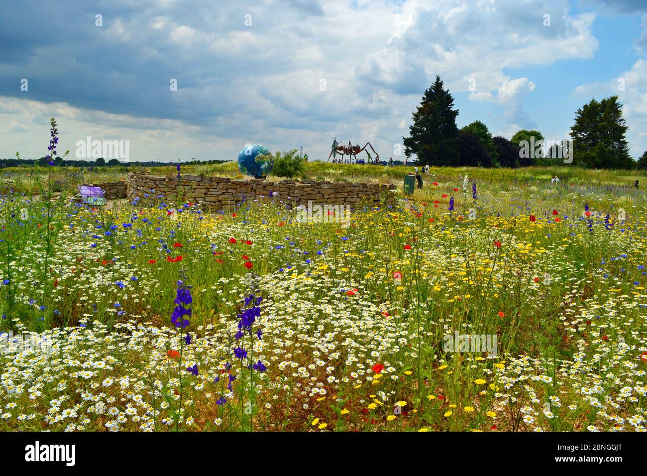 Prairie de fleurs sauvages à Butterfly World, St Albans, Hertfordshire, Royaume-Uni. L'attraction a fermé en décembre 2015. Banque D'Images