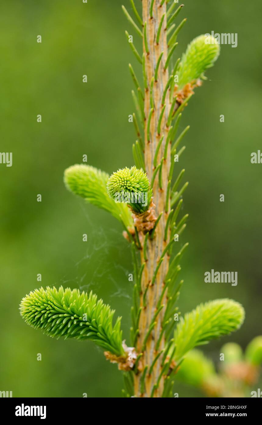 Picea, Piceoideae, Pinaceae, brindilles et aiguilles d'épinette verte fraîche en croissance jeune dans une forêt en Allemagne Banque D'Images