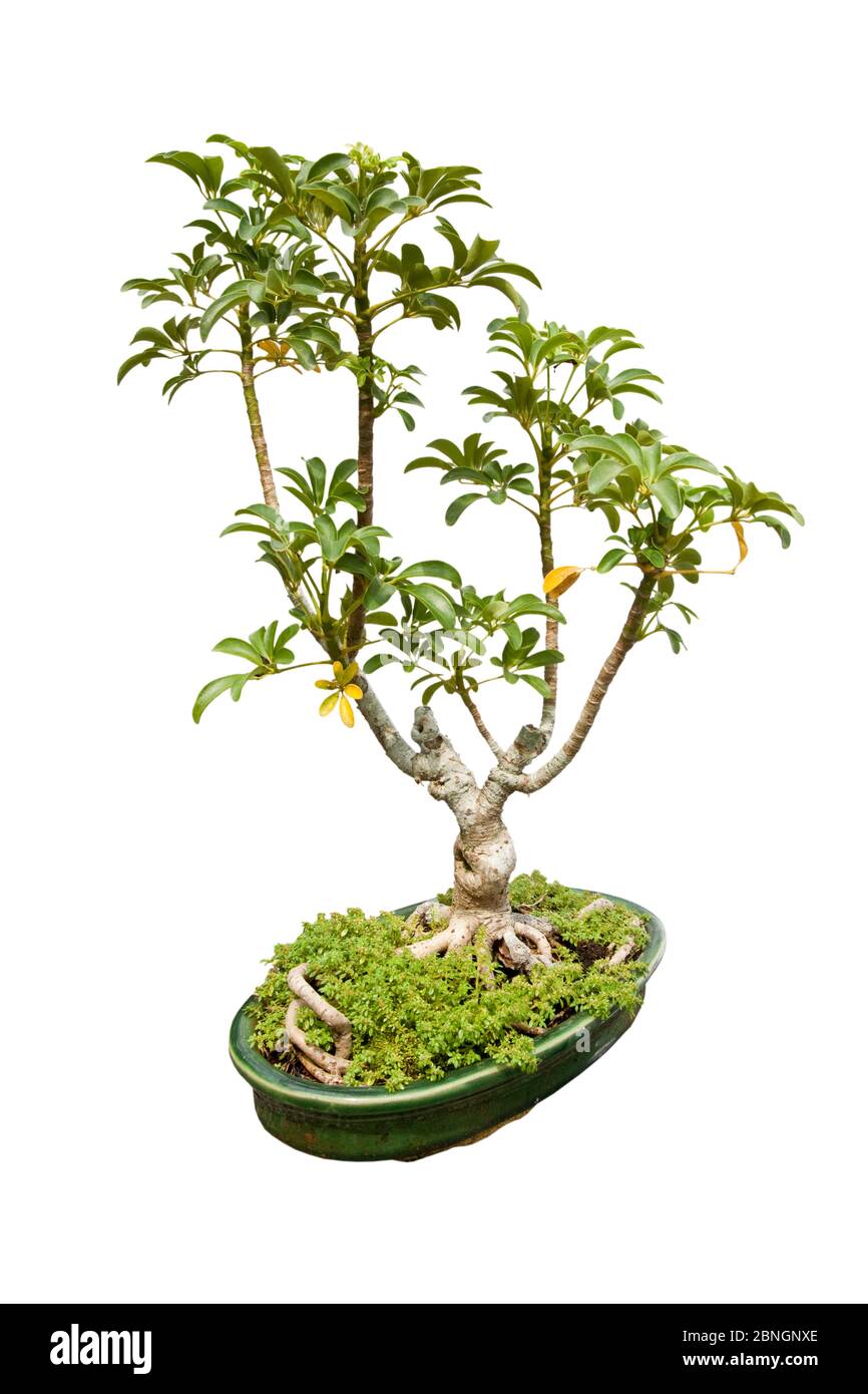 Bonsai plant isolé sur fond blanc Banque D'Images