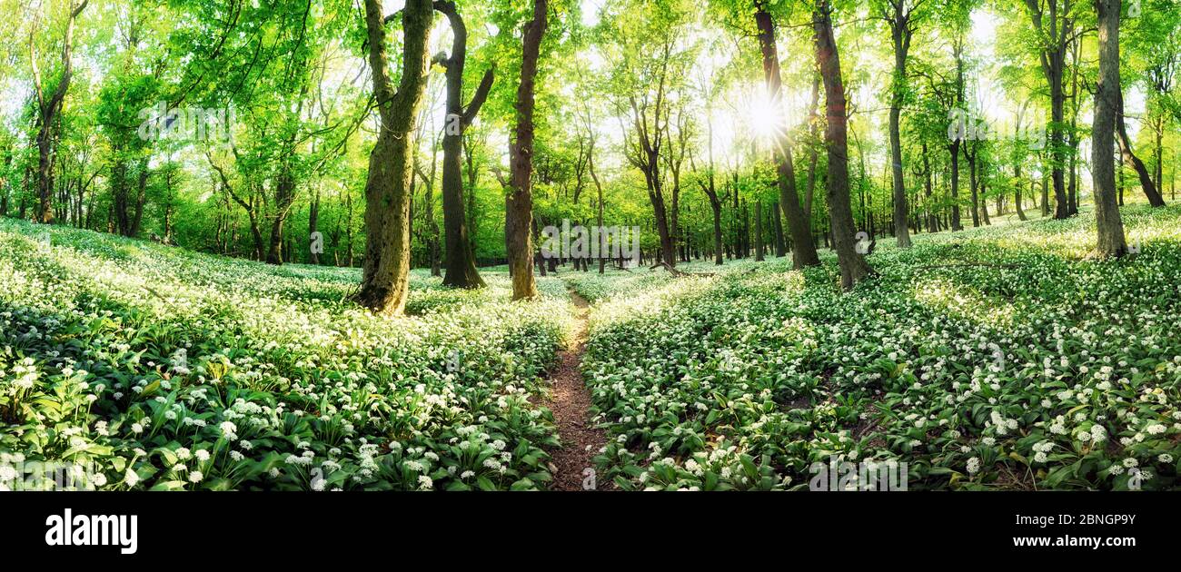 Panorama de fleurs blanches ail avec soleil au coucher du soleil dans la forêt verte, paysage de printemps Banque D'Images
