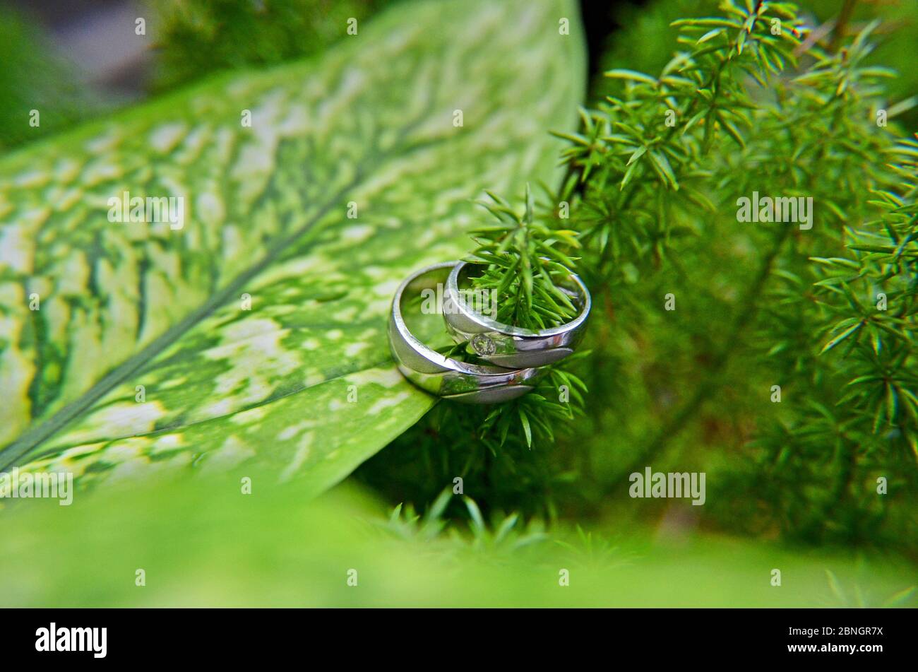 Anneaux de mariage pour marié et mariée Banque D'Images