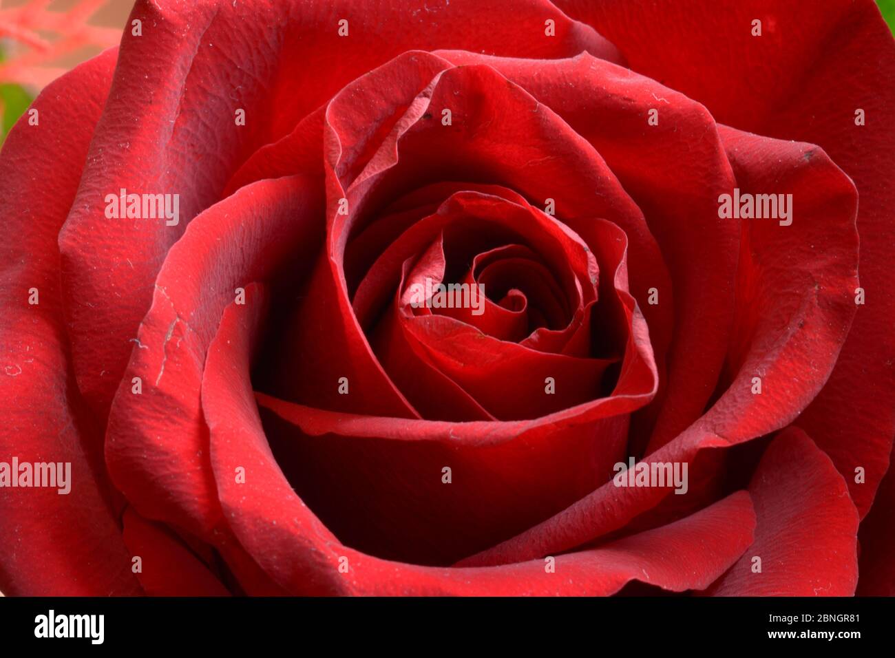 Détails des pétales d'une rose rouge, cadeau pour la fête des mères Banque D'Images