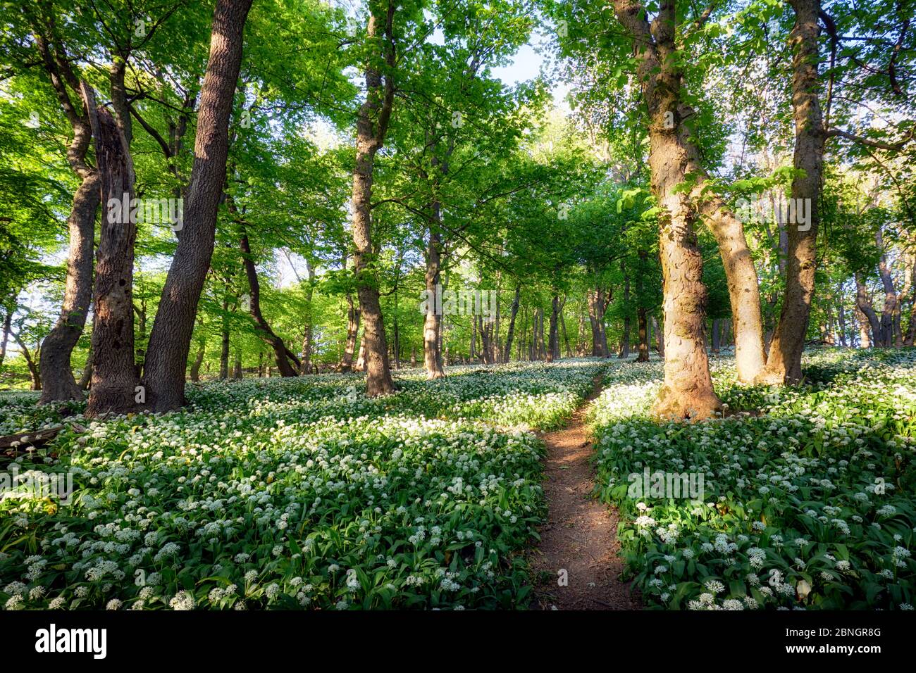 Ail blanc dans la forêt de printemps avec chemin, fleurs sauvages Banque D'Images