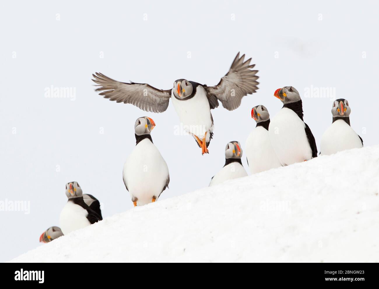 Puffin Atlantique (Fratercula arctica) un atterrissage parmi le troupeau de repos, Hornøya, Varanger, Norvège, avril Banque D'Images