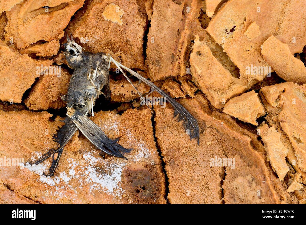 Petit oiseau mort par empoisonnement au soufre, région de Dallol, lac Assale, région d'Afar, Éthiopie, Afrique. Novembre 2014. Banque D'Images