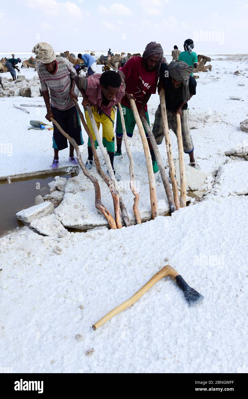 Extraction de sel au lac Assale sur la dépression de Danakil, les hommes Afar défont des blocs de sel pour le commerce. Région de l'Afar, Éthiopie, Afrique. Novembre 2014. Banque D'Images