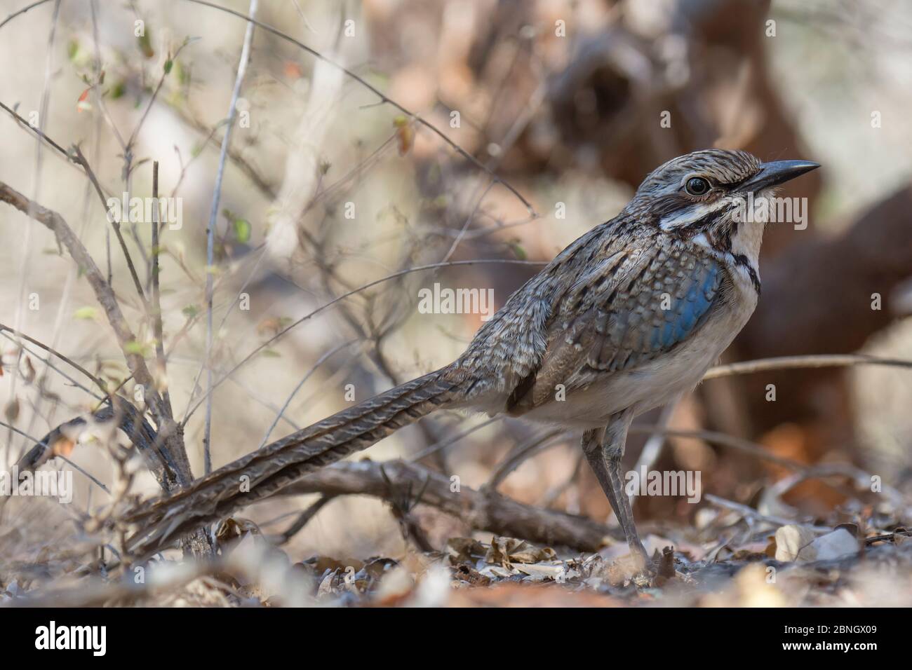 Rouleau rosé à longue queue (Uratelornis chimera), Forêt de Reniala, Mangily, Madagascar Banque D'Images