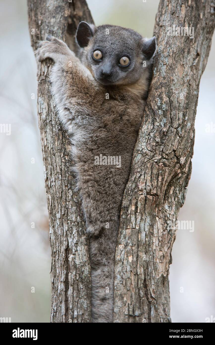 Lemilemur sportif de Hubbard (Lepilemur hubbardorum) dans la fourchette d'arbres, PN de Zombitse-Vohibasia, Madagascar Banque D'Images
