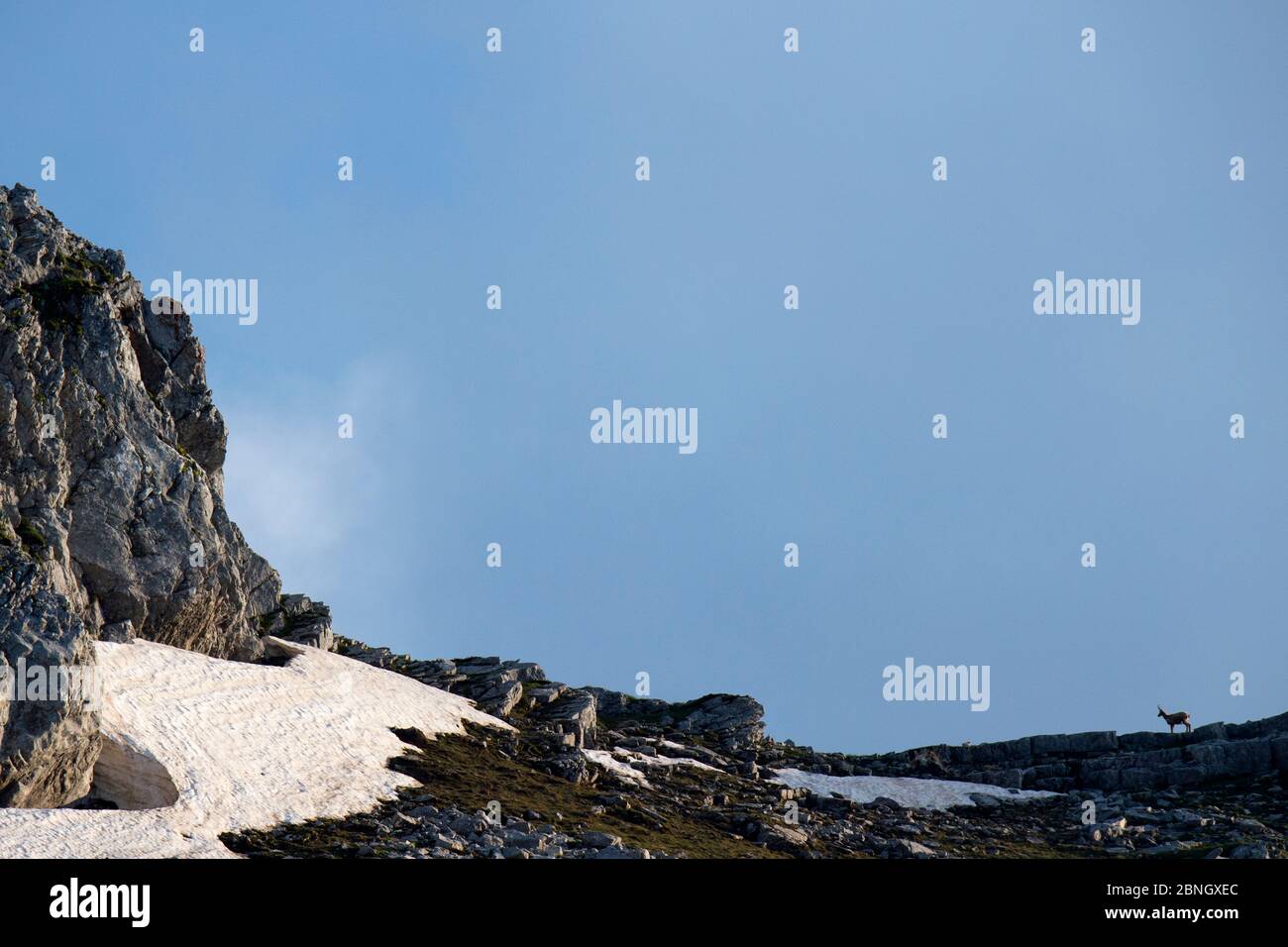 Apennine Chamois (Rupicapra pyrenaica ornata) dans le Parc National Lazio e Molise, Abruzzes, zone centrale de Refilding des Apennines, Italie, juin 2014. Banque D'Images