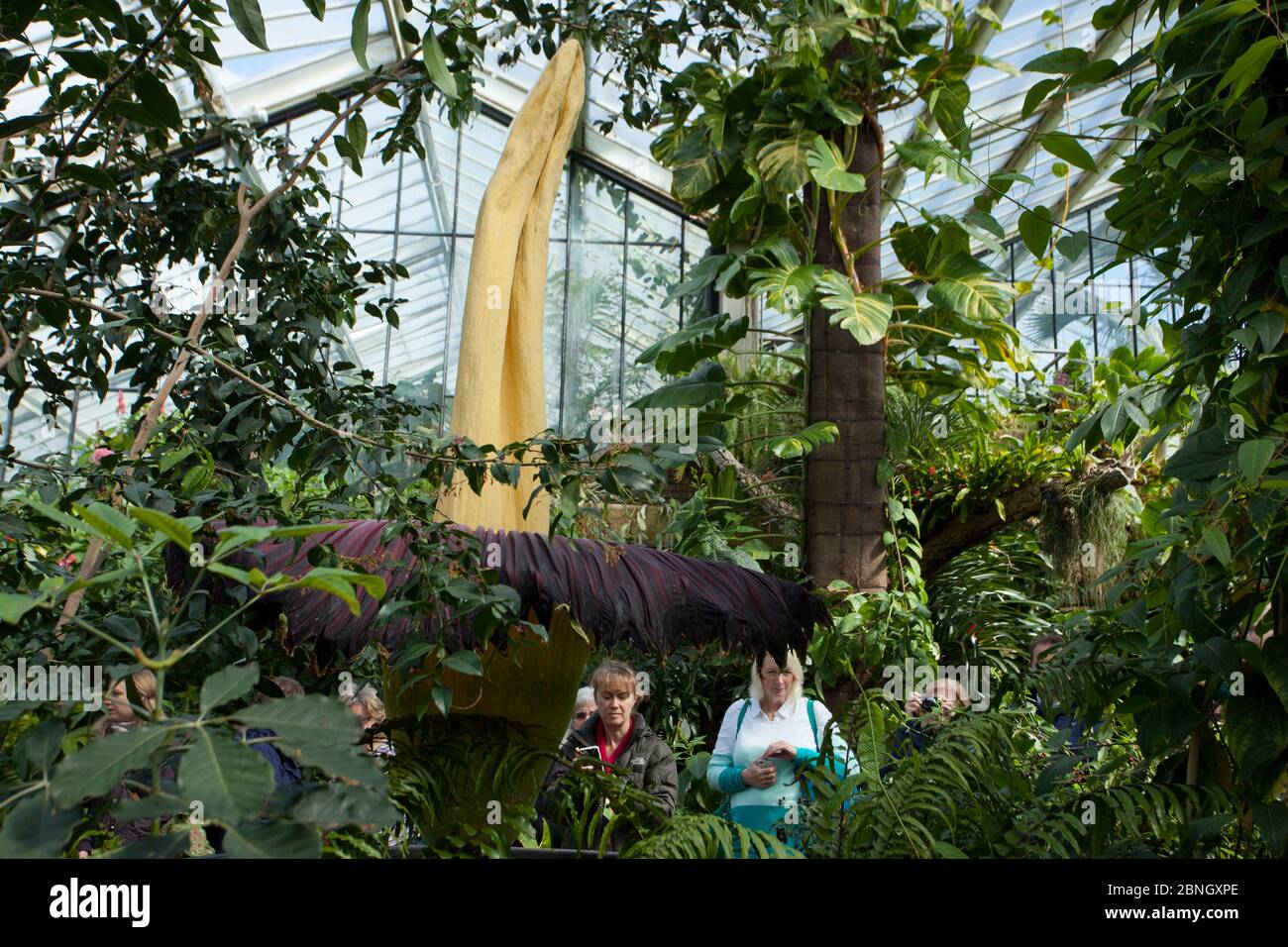 Visiteurs à Kew Gardens regardant Titan arum (Amorphophallus titanum), en fleur, spécimen cultivé dans le jardin botanique, natif de Sumatra. Kew Garde Banque D'Images