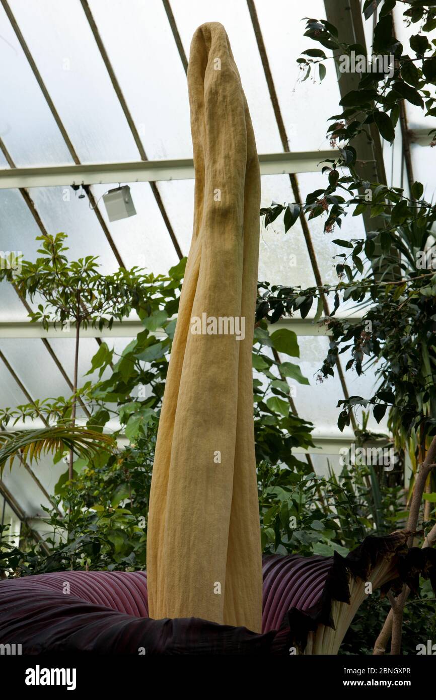 Spadix de Titan arum (Amorphophallus titanum), en fleur, spécimen cultivé dans un jardin botanique, natif de Sumatra. Kew Gardens, Londres, Royaume-Uni. 23 avril Banque D'Images