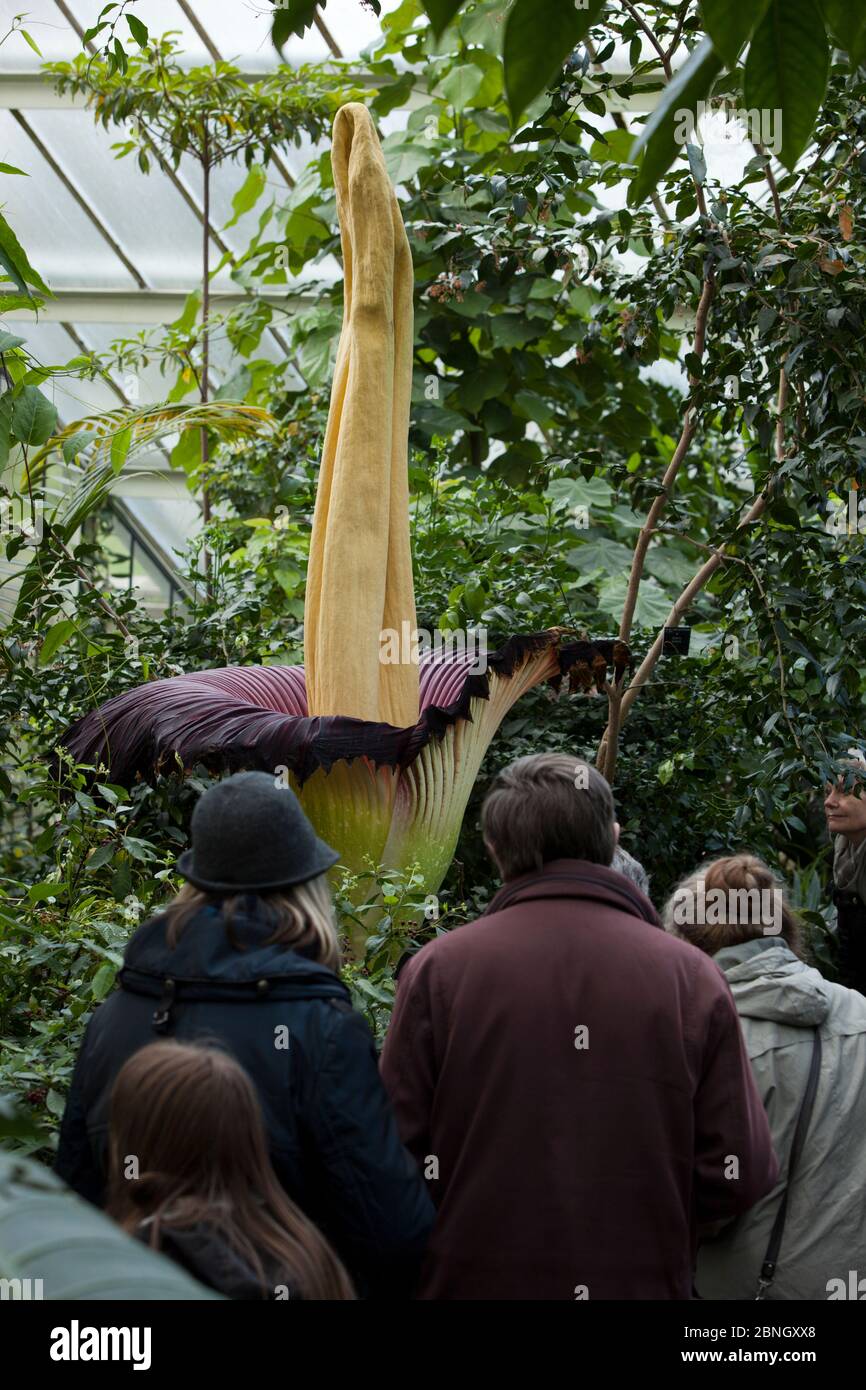 Visiteurs à Kew Gardens regardant Titan arum (Amorphophallus titanum), en fleur, spécimen cultivé dans le jardin botanique, natif de Sumatra. Kew Garde Banque D'Images