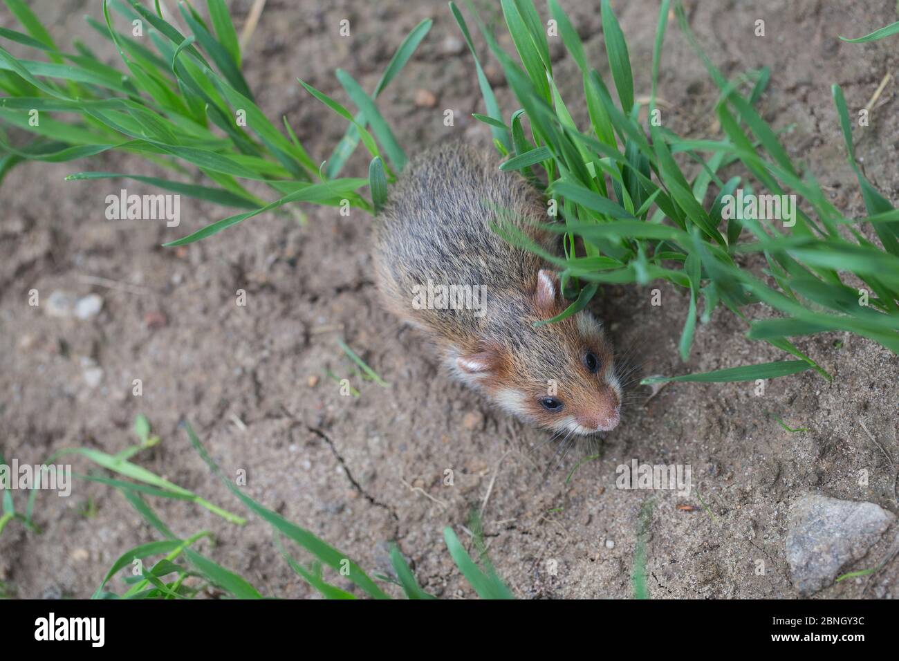Hamster européen (Cricetus cricetus) juvénile dans le champ de maïs, captif. Banque D'Images