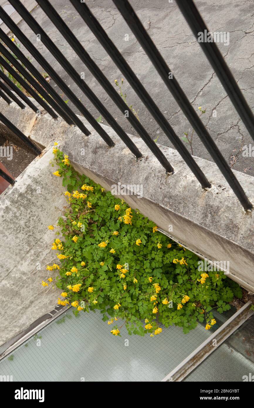 Corydalis jaune (Pseudofumaria lutea) en pleine croissance en milieu urbain, Bristol, Royaume-Uni, janvier. Banque D'Images