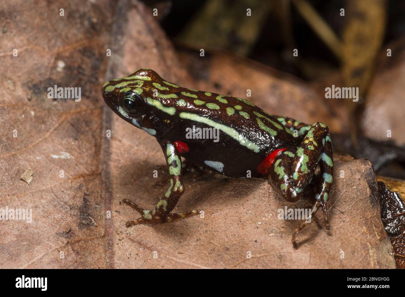 La grenouille-flèche toxique Phantasmal (Epipedobates tricolor) est captive, endémique à l'Équateur. Banque D'Images