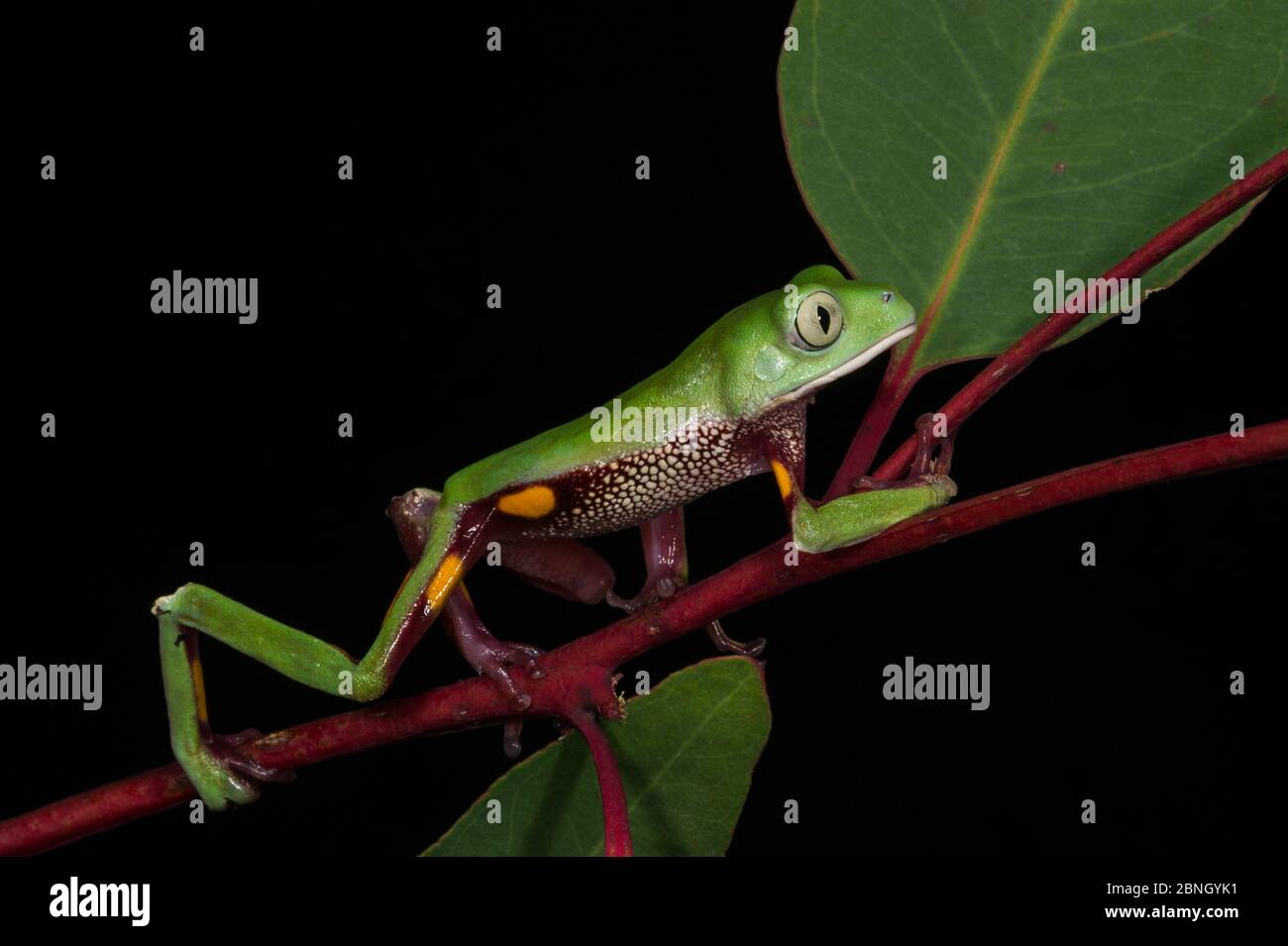 La grenouille foliaire d'Agua Rica (Phyllomedusa ecuatoriana) marchant sur une feuille, en captivité, endémique à Agua Rica, Équateur. Espèces en voie de disparition. Banque D'Images