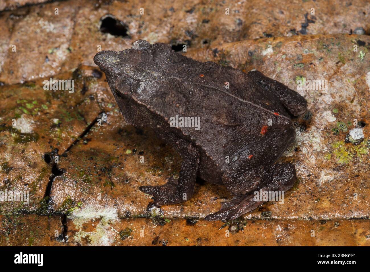 Valle Santiago Beaked Toad (Rhinella festae) captive, se trouve dans les Andes de l'Equateur et du Pérou. Banque D'Images