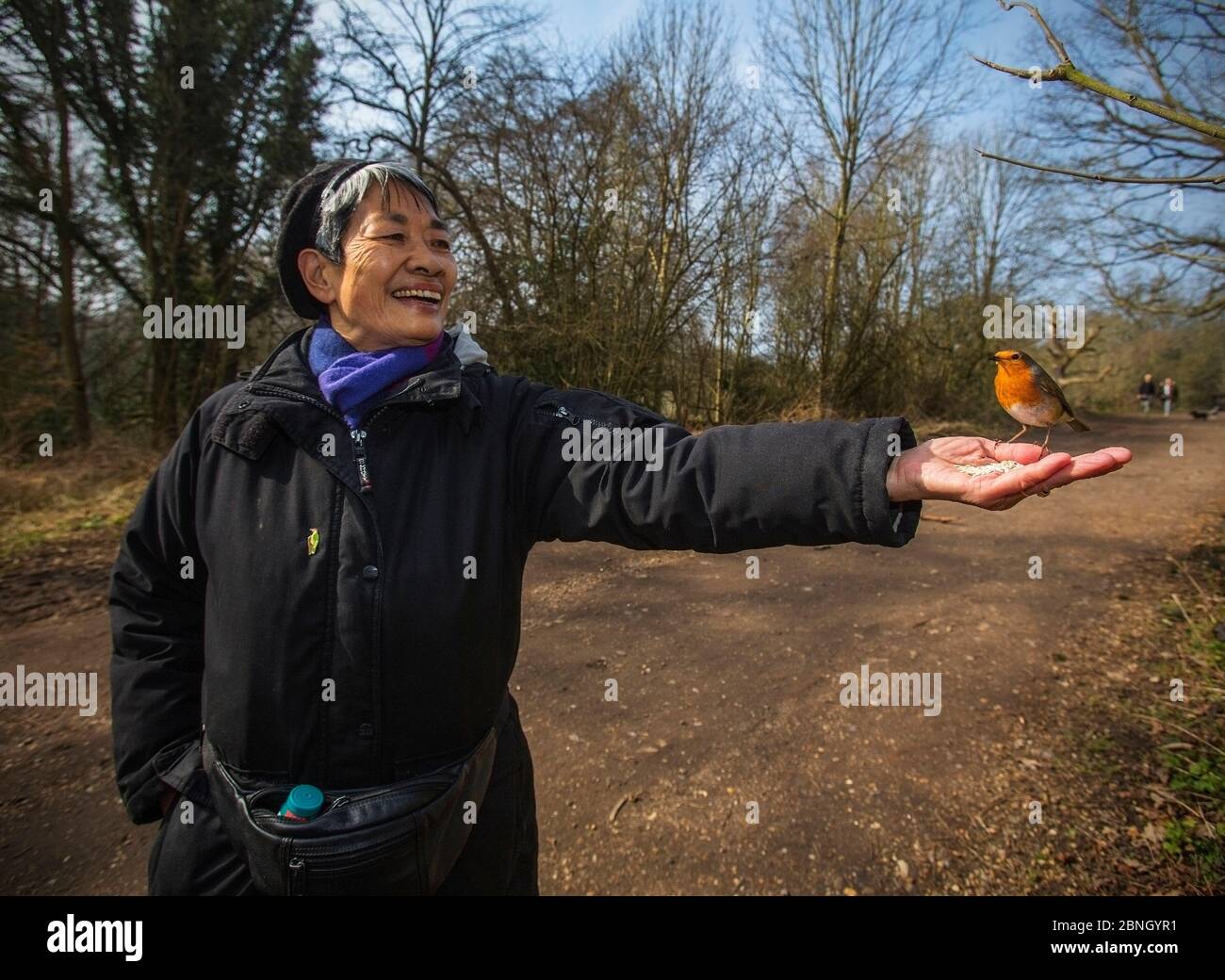 Heath Walker avec le robin européen (erithacus rubecula) se nourrissant directement de la main, Hampstead Heath, Londres, Angleterre, Royaume-Uni. Mars 2015. Banque D'Images