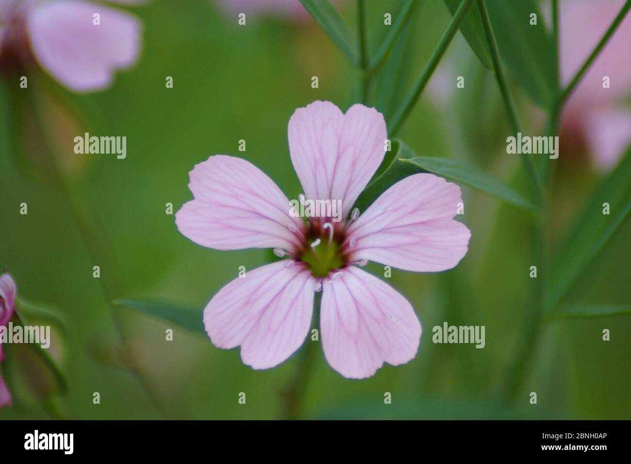 Blüte Banque D'Images