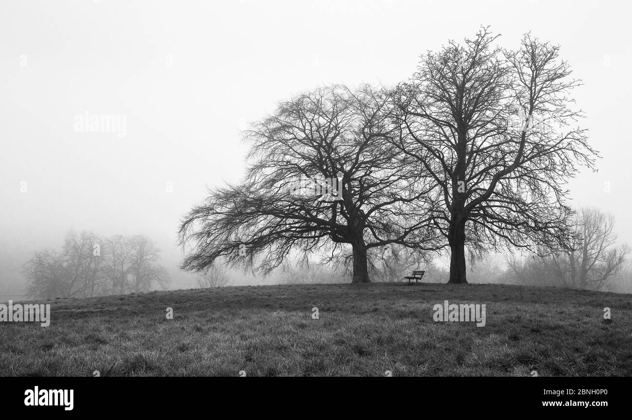 Chêne anglais (Quercus robur) et hêtre cuivre (Fagus purpurea), Hampstead Heath, Angleterre, Royaume-Uni. Janvier. Banque D'Images